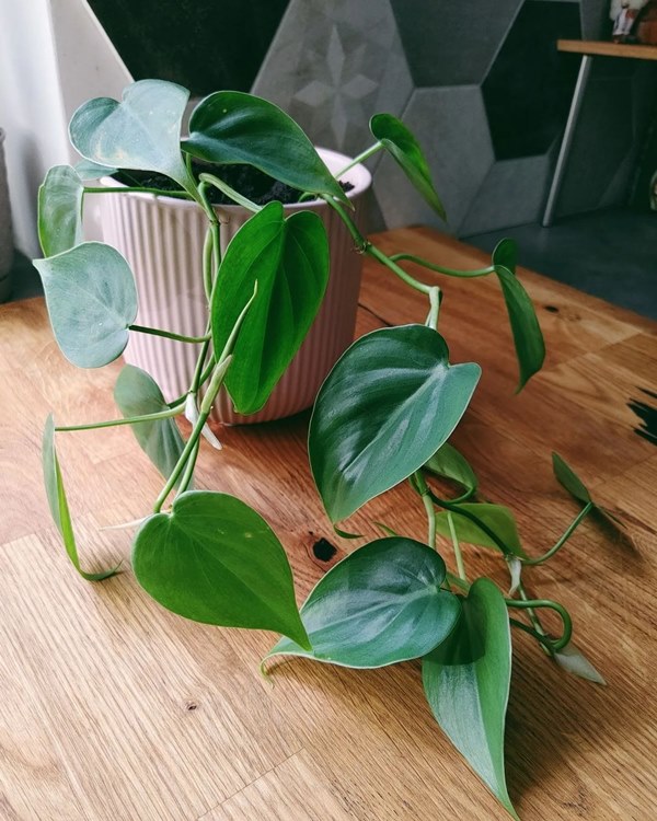 Philodendron Hederaceum in pot indoors