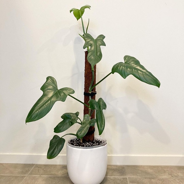 fiddle leaf philodendron (Philodendron bipennifolium) in pot indoors