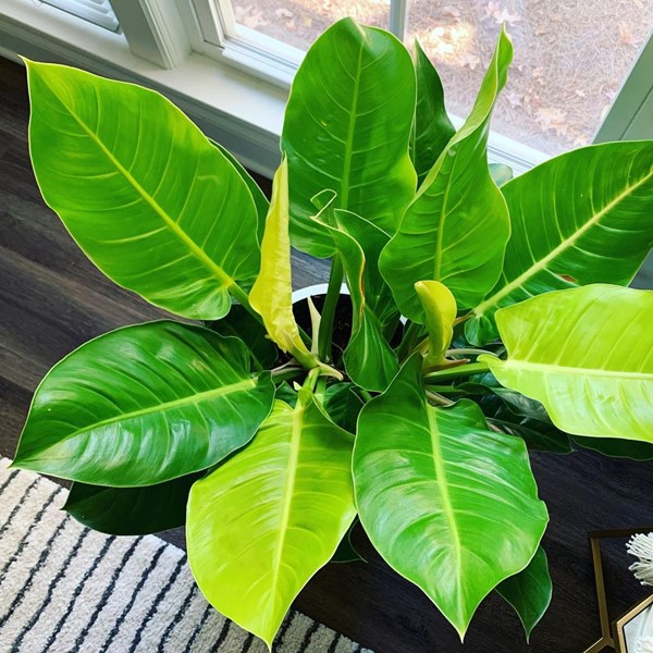 moonlight philodendron growing in pot indoors