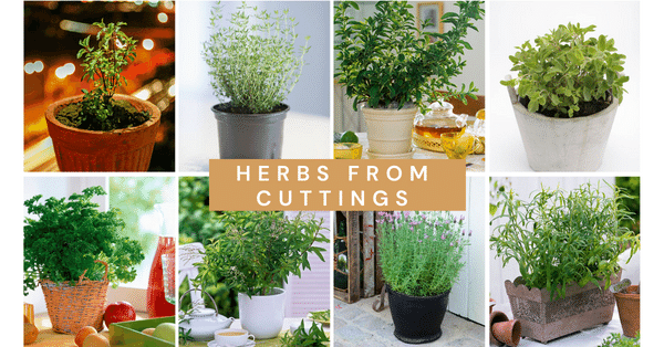18 Herbs you Can Grow From Cuttings | Herbs from Cuttings