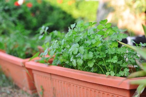 cilantro or coriander in the container