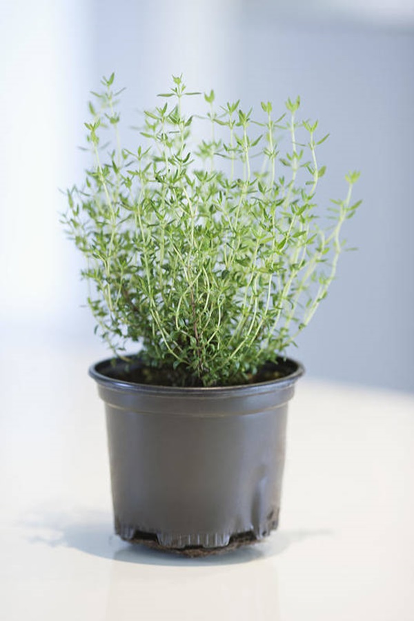 thyme herb growing in container