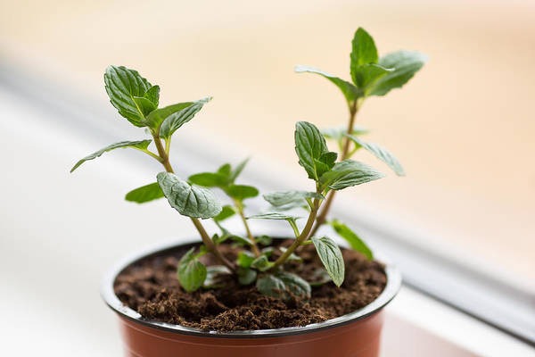 mint herb growing in the container
