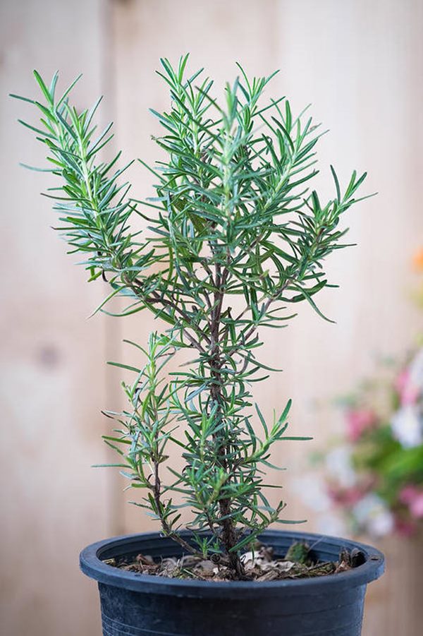 rosemary in the container
