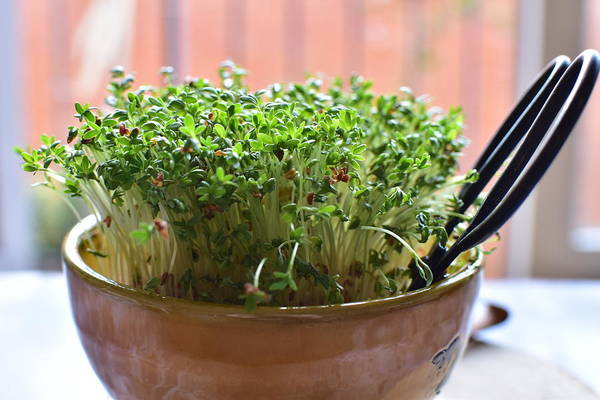Watercress growing in container