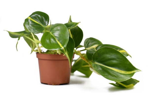 philodendron brazil growing in pot