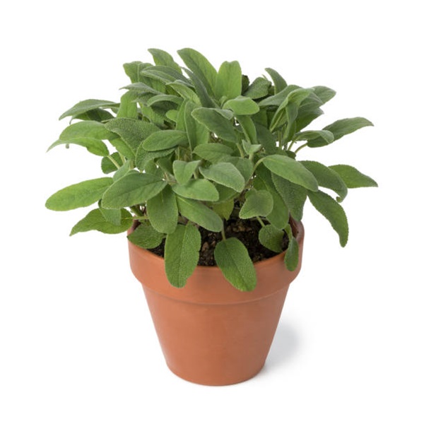 Salvia divinorum in the pot