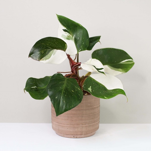Philodendron 'White Knight' in container