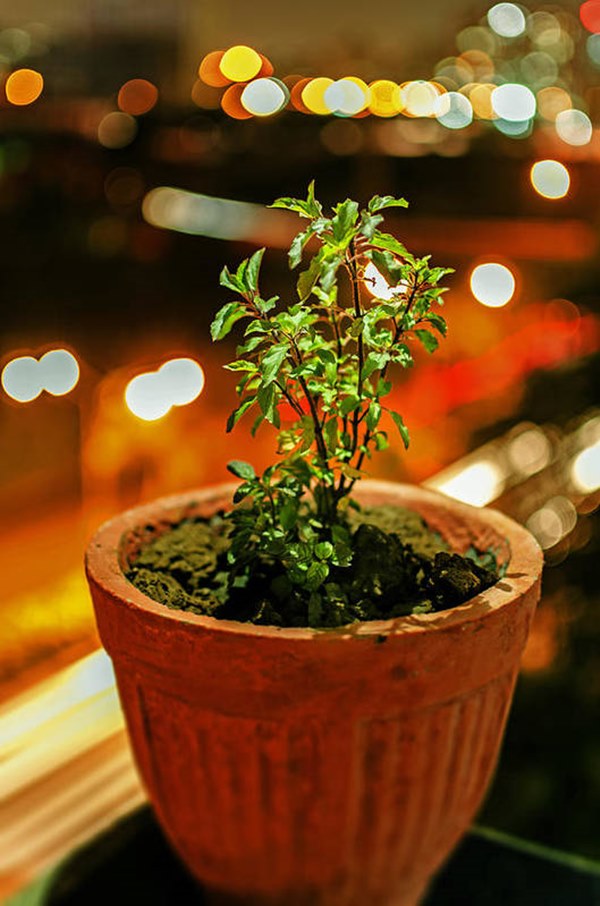 tulsi growing in pot
