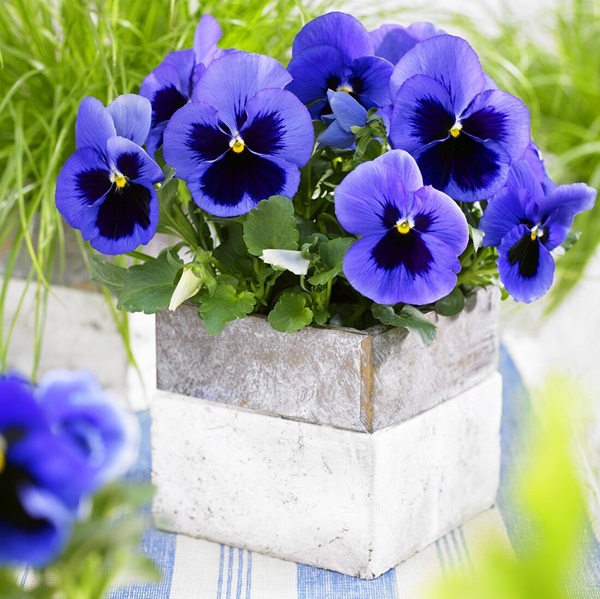pansy blooming in pot