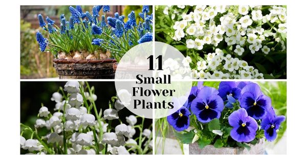 11 Best Small Flowers | Tiny Flower Plants