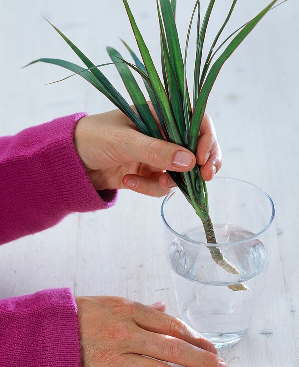 dracaena cutting rooting in water