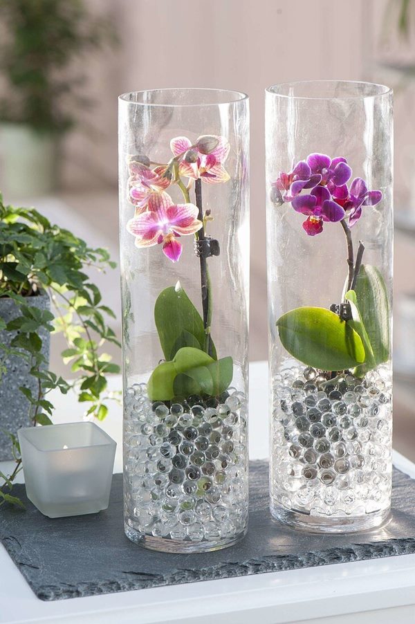Moth Orchid (Phalaenopsis) growing in glass vase