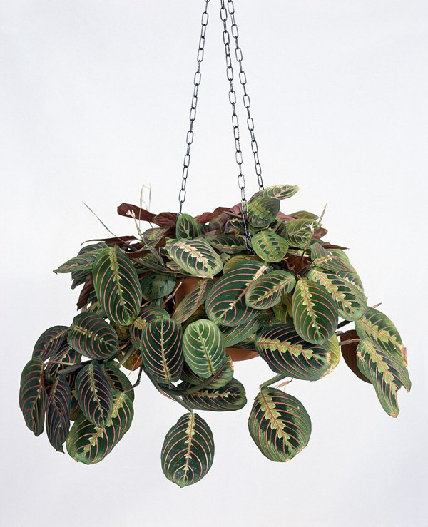 prayer plant in hanging basket