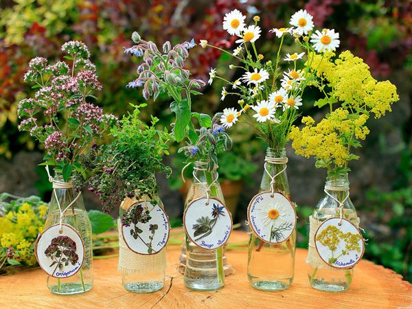 herbs growing in glass bottles