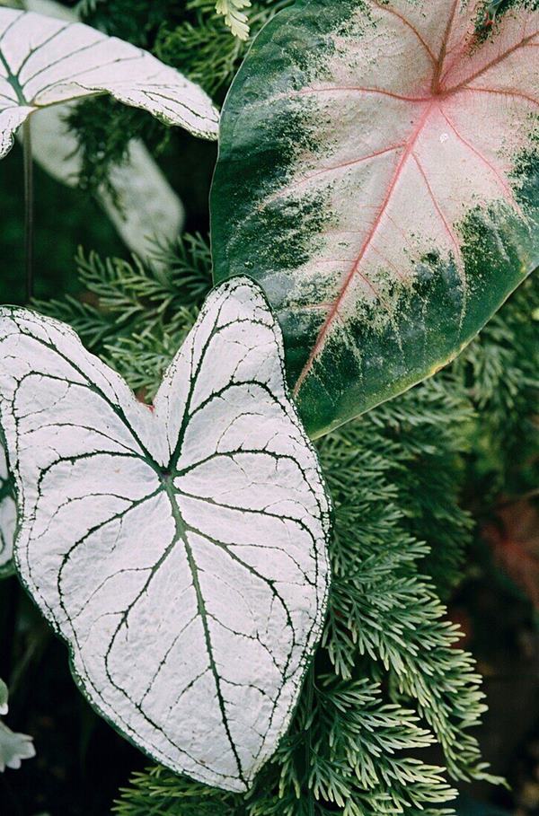 caladium leaf close-up