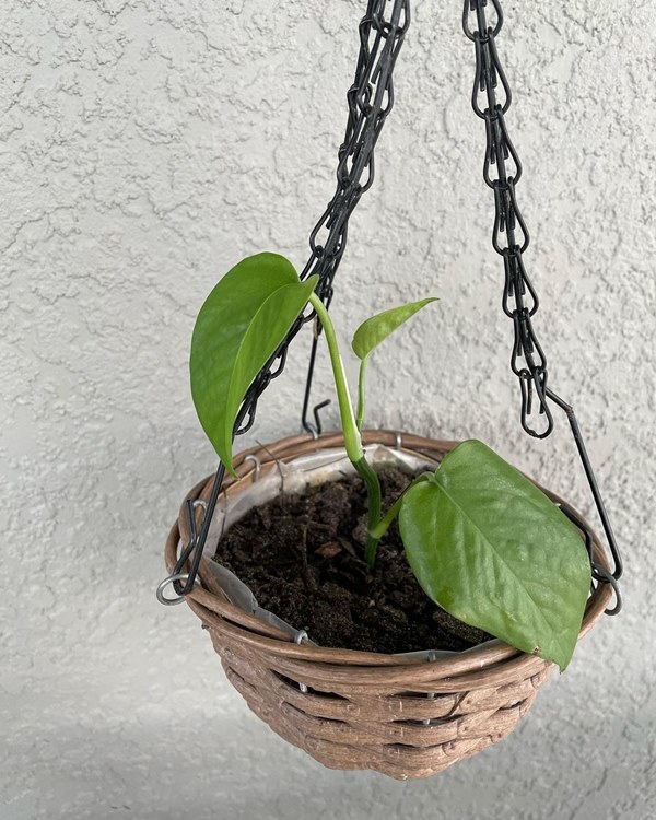 propagate jade pothos in hanging basket