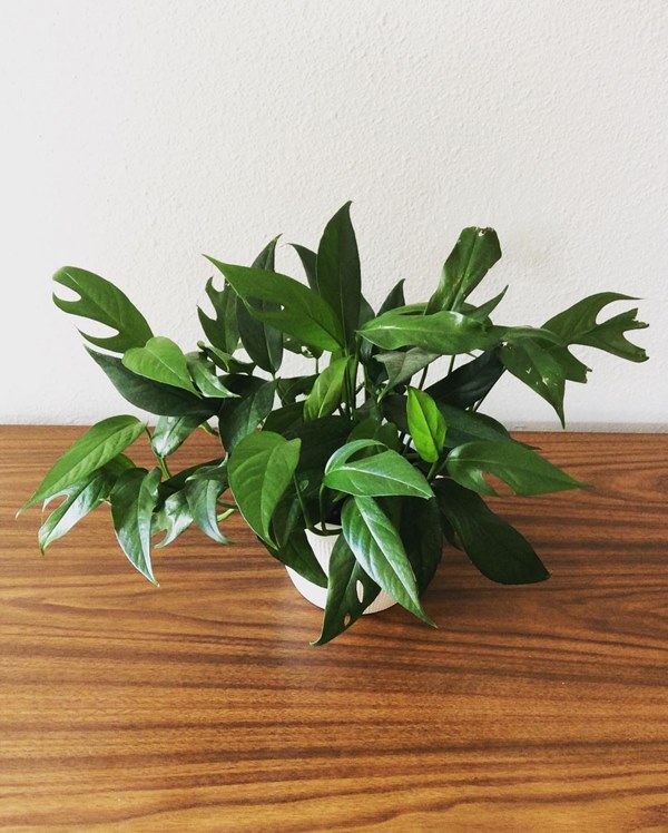Baltic blue pothos in a pot on tabletop