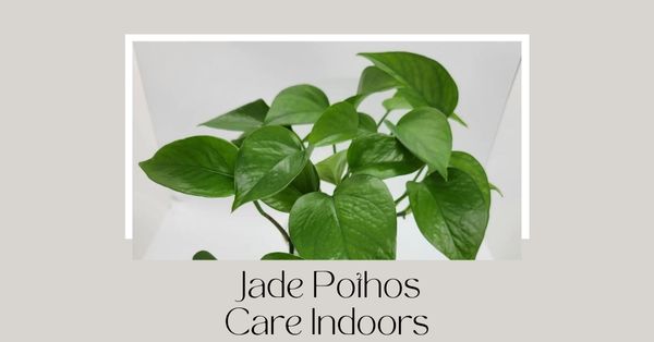 Jade Pothos Care Indoors