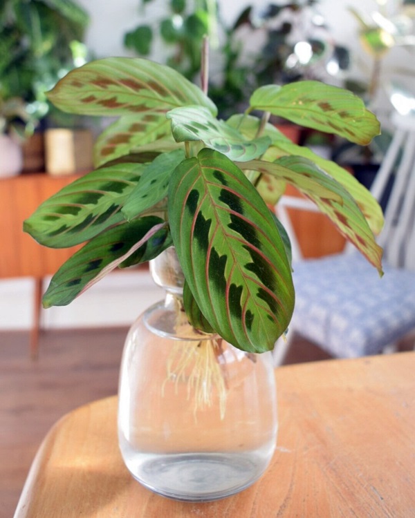 grow prayer plant (Maranta leuconeura) in water
