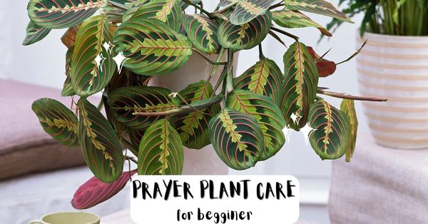 Prayer Plant Care Indoors
