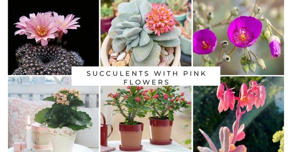 Succulents with Pink Flowers