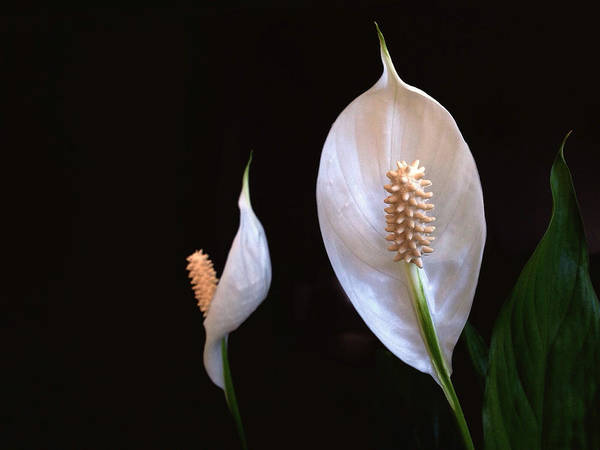 peace lily close-up