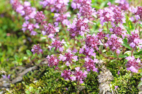 thyme blooms close-up