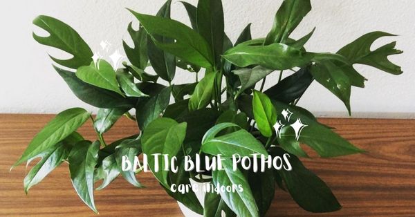 Baltic blue pothos care indoors
