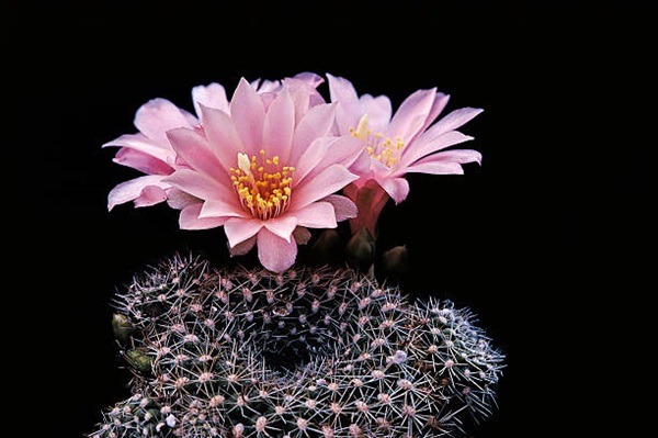Rebutia 'Pink Sensation' close-up with blooms