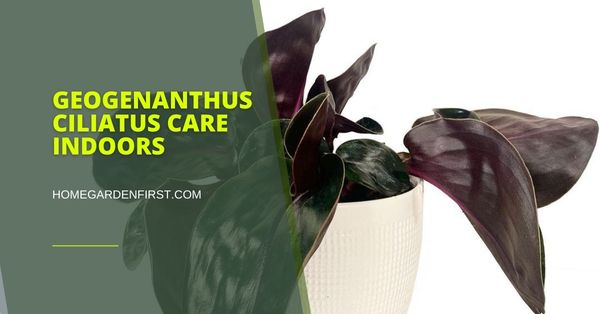 Geogenanthus Ciliatus Care Indoors | How to Grow Geo Plant