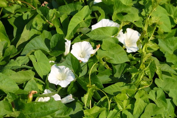 Ipomoea pandurata (sweet potato vine) Flowering