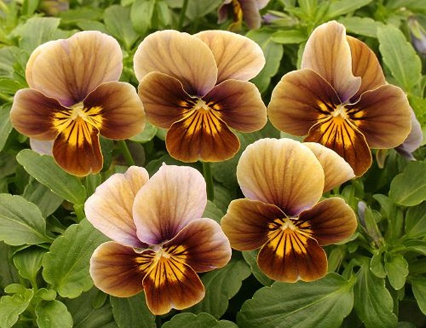 Viola cornuta 'Angel Amber Kiss' blooms close-up
