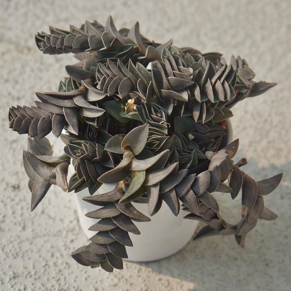 Tradescantia navicularis (Callisia navicularis) in a pot