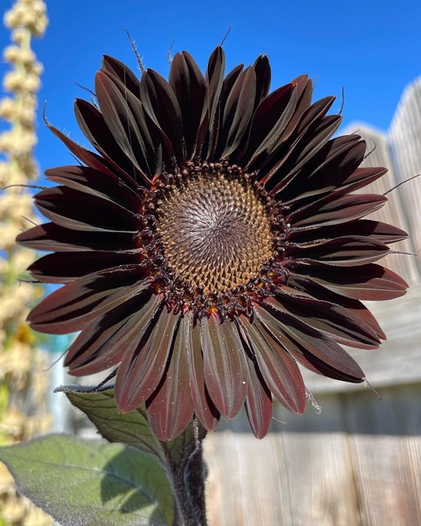 chocolate cherry sunflower close-up