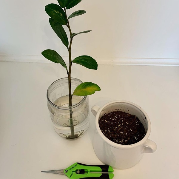 zz plant propagation from stem cutting
