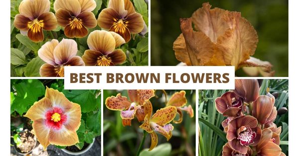 23 Brown Flower Names: Types of Brown Flower Names