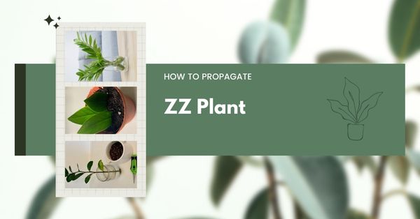 How to Propagate ZZ Plant | ZZ Plant Propagation