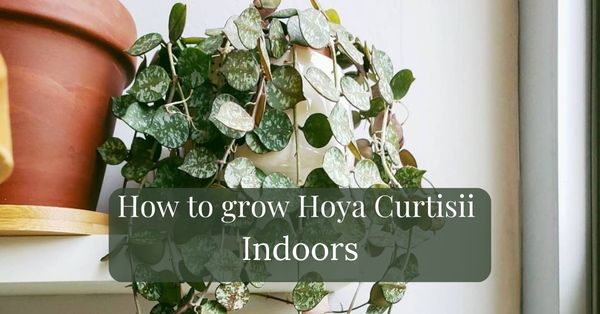 How to grow Hoya Curtisii Indoors