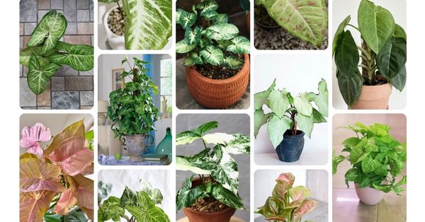 25 Syngonium Varieties | Types of Arrowhead Plants