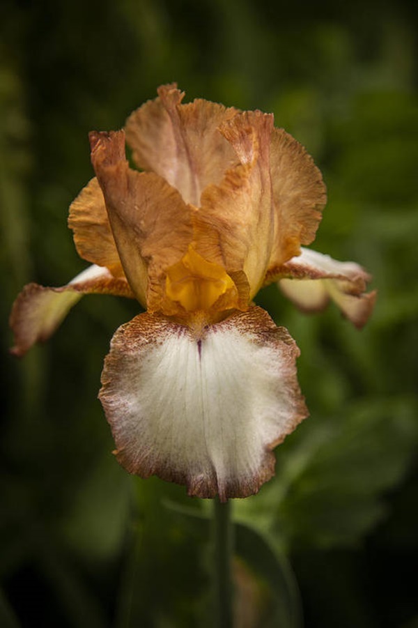 brown bearded iris close-up