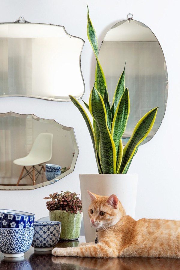 are snake plants toxic to cats