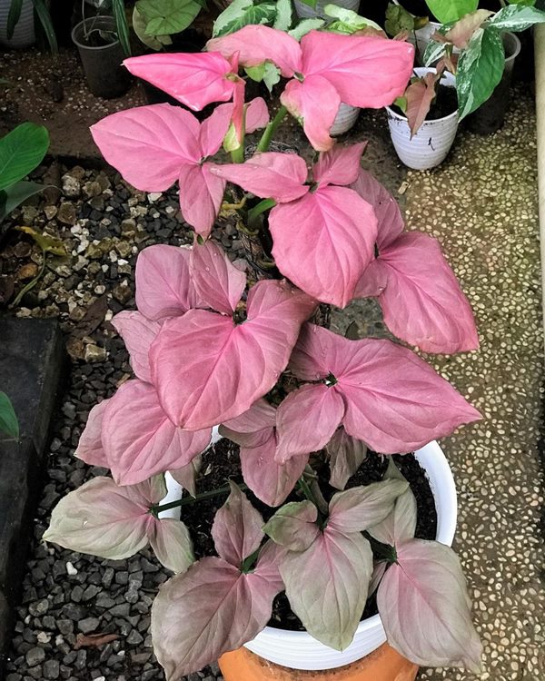 Syngonium podophyllum 'pink perfection'