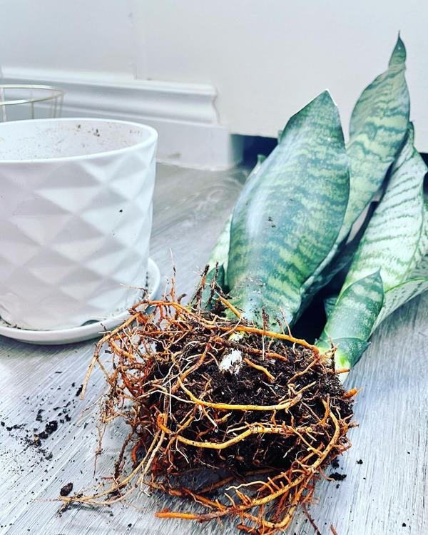snake plant root division