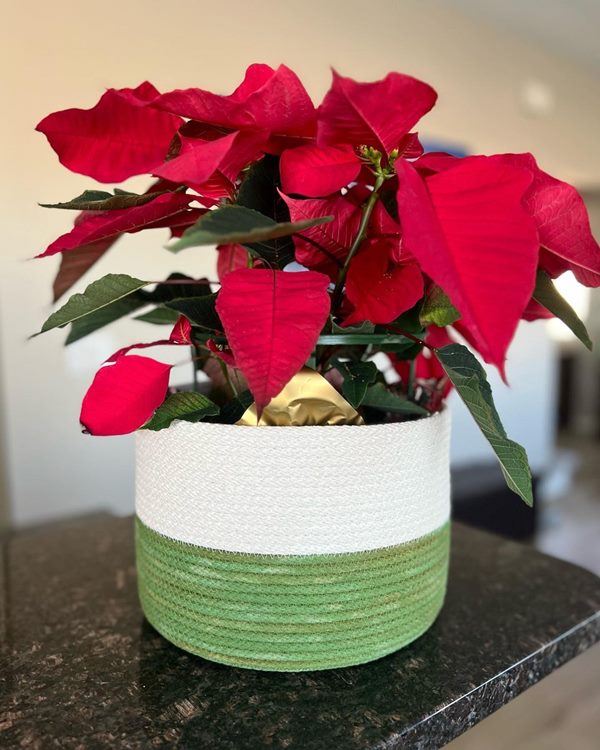 plant basket with Poinsettia