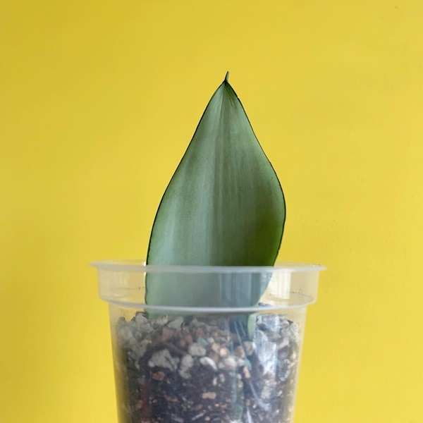 snake plant (moonshine) propagation in soil