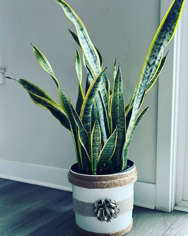 snake plant used for feng shui