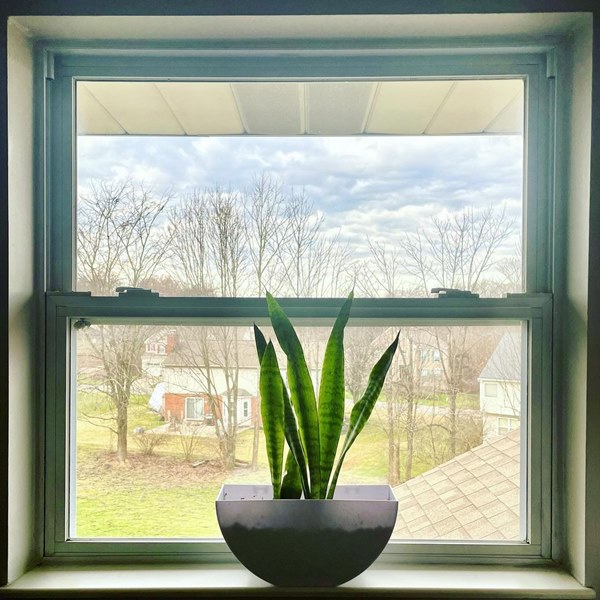 snake plant on windowsill