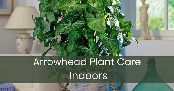 Arrowhead Plant Care Indoors | Syngonium Care Indoor
