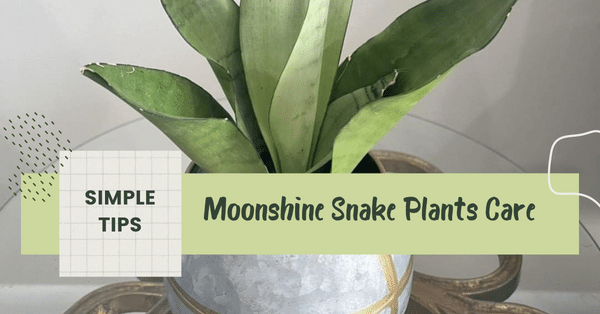 Moonshine Snake Plants Care